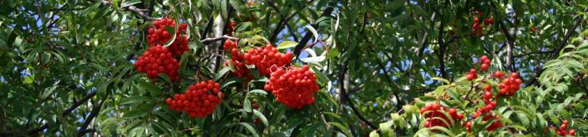Sorbus banner_1